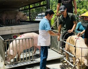 Đăng Nhập Chính Thức OK9 kiểm soát tốt dịch tả heo châu Phi