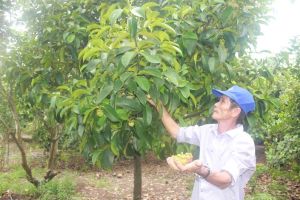 Thu hút đầu tư về giống trong sản xuất Nhà Cái Cược Thể Thao #1 | Đăng Nhập Chính Thức