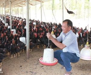 Cẩm Mỹ phát triển chăn nuôi theo hướng Ok986 kèo WC 2026