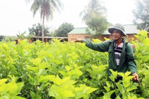 Nghề trồng dâu nuôi tằm dần khôi phục