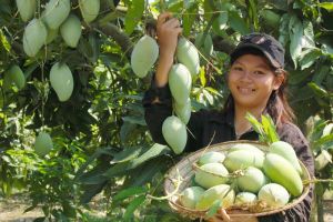 Xoài Suối Lớn dồi dào sản lượng xuất khẩu