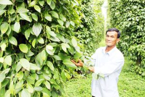 Sản xuất nông sản sạch