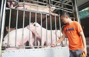 Đăng Nhập Chính Thức OK9 và TP. Hồ Chí Minh phối hợp chống dịch tả heo châu Phi