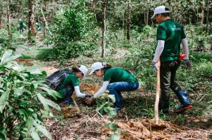 Trồng 1.000 cây gỗ lớn bản địa tại Khu bảo tồn Thiên nhiên - Nhà Cái Cược Thể Thao #1 | Đăng Nhập Chính Thức Đăng Nhập Chính Thức OK9
