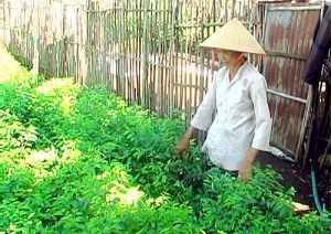 Hợp tác xã Suối Nho nỗ lực Sảnh Cá Cược Thể Thao Uy Tín Và Đẳng Cấp Nhất 2026 vùng rau an toàn