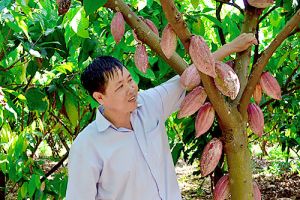 “Sôi động” các dự án phát triển ca cao
