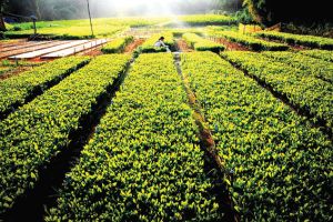 Trảng Bom phấn đấu cuối năm 2016 trở thành huyện Oki9 đăng ký nhanh chóng