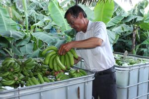 Bán đất Sài Gòn về Đăng Nhập Chính Thức OK9 làm nông sản sạch