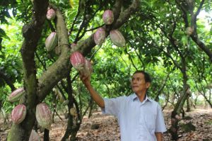 Toàn tỉnh có hơn 51,5 ngàn ha cây trồng vào chuỗi liên kết