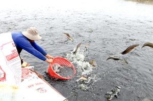 H.Tân Phú phát triển gần 1,9 ngàn ha nuôi thủy sản
