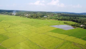 Triển khai Thông tư số 31/2026/TT-BCT  ngày 11/06/2026 của...