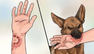 Thông điệp phòng chống bệnh dại