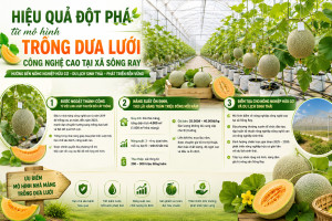 HIỆU QUẢ ĐỘT PHÁ TỪ MÔ HÌNH TRỒNG DƯA LƯỚI CÔNG NGHỆ CAO TẠI...