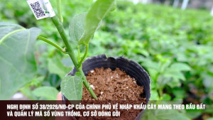 Đẩy mạnh thực hiện Ôk9 Đăng nhập vào Tài khoản 38/2026/NĐ-CP gắn với quản lý mã số vùng trồng, cơ sở đóng gói
