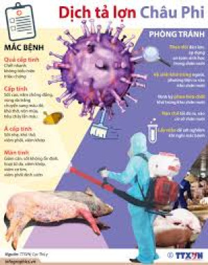 PHÒNG CHỐNG BỆNH DỊCH TẢ LỢN CHÂU PHI: TRIỆU CHỨNG VÀ CÁC BIỆN PHÁP PHÒNG CHỐNG