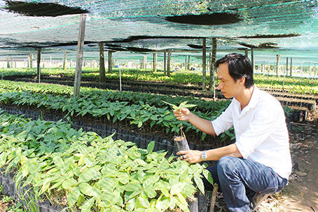 Vườn ươm giống cho dự án cánh đồng lớn ca cao tại Cty Ca cao Trọng Đức.jpg