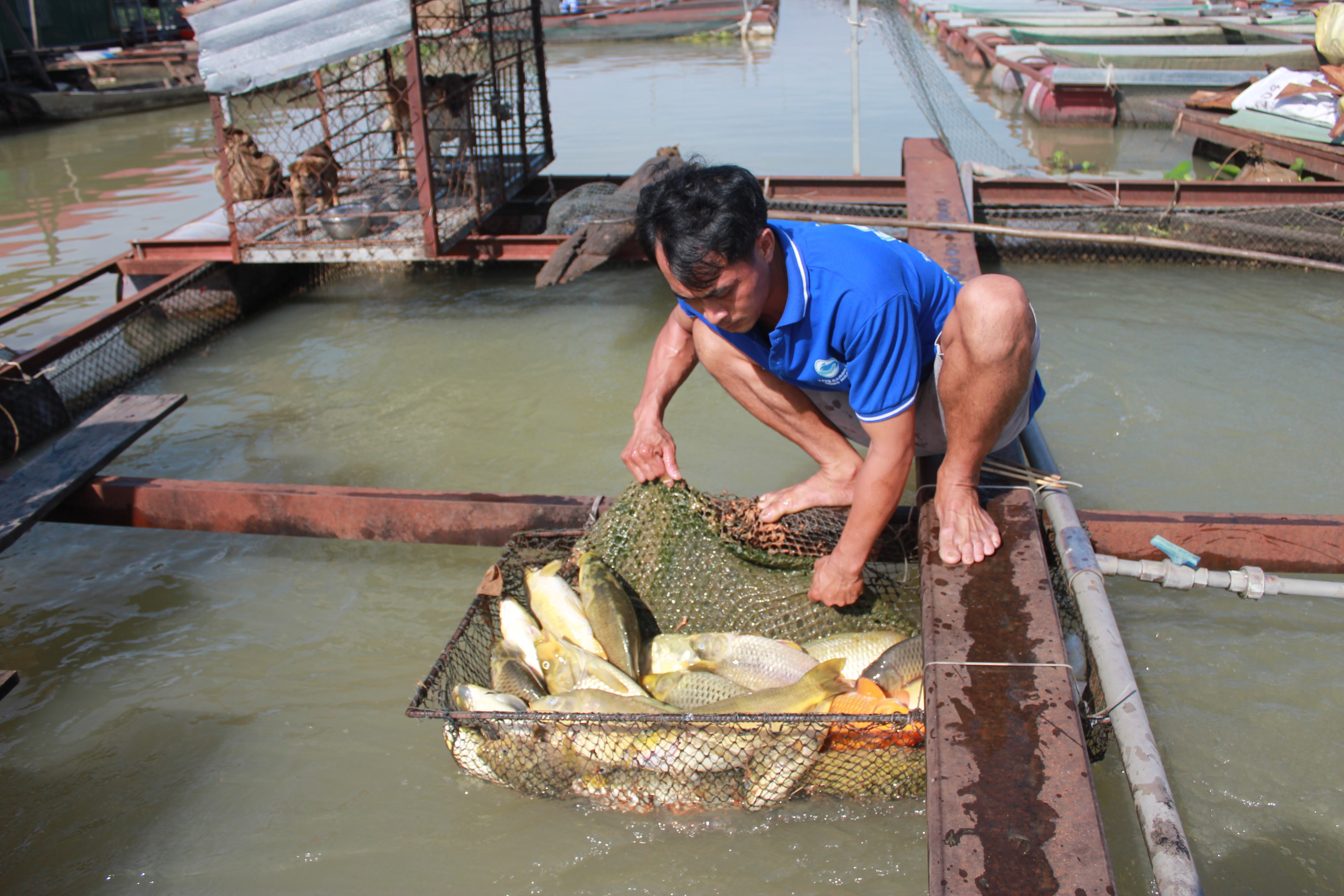 cá lớn.jpg