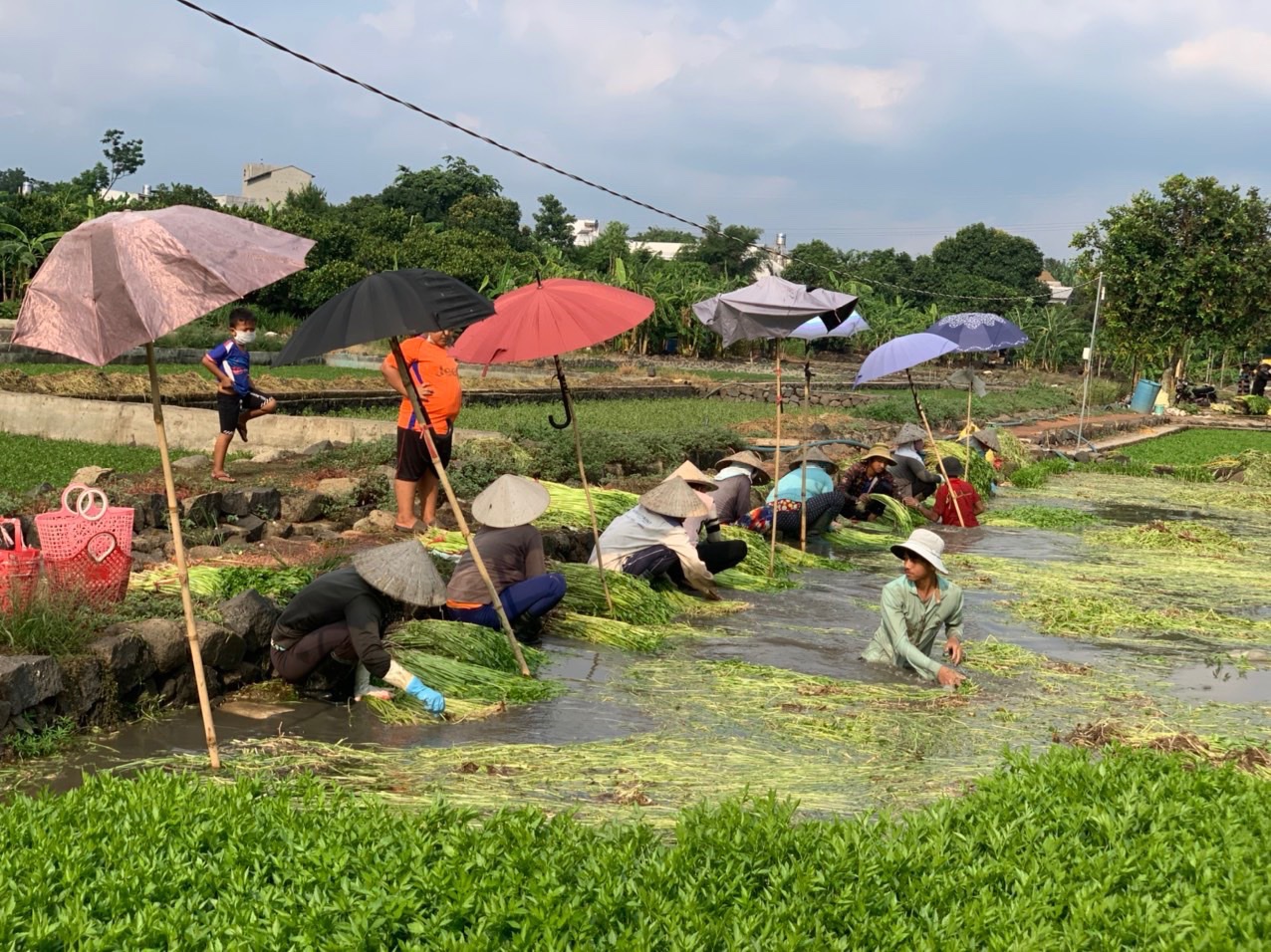 18.8-Sở Nhà Cái Cược Thể Thao #1 | Đăng Nhập Chính Thức hỗ trợ kết nối tiêu thụ nông sản.jpg