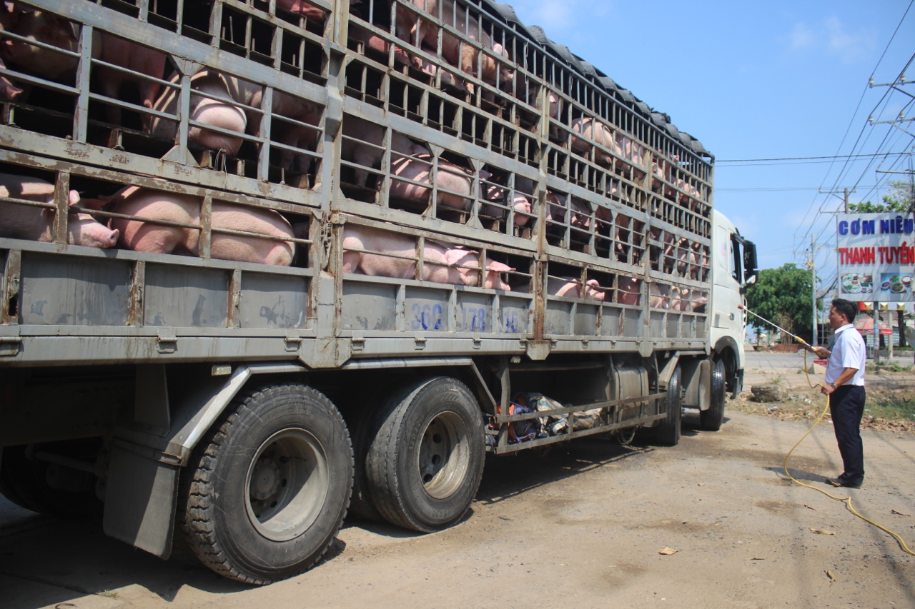 4.1 2-9-2021-tan Vận chuyển heo.jpg?t=1779785404