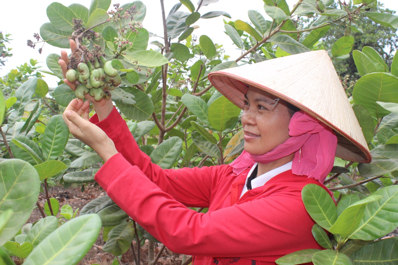 9-3 Trễ vụ, hạt điều tăng giá.jpg?t=1779785404