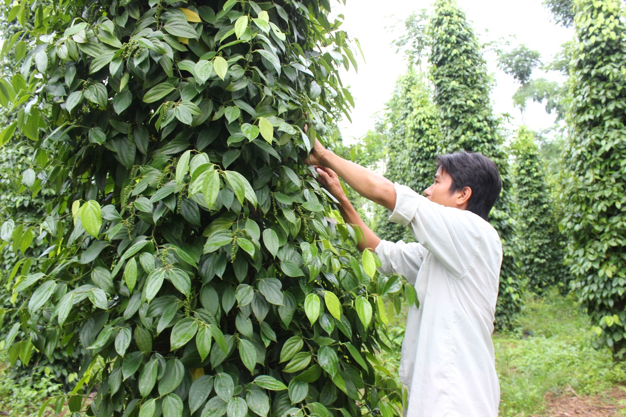 9-3 Hồ tiêu giảm giá so với đầu vụ.jpg?t=1779785404