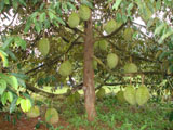 D192008ctcm1