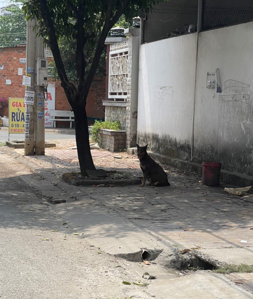 Cần những giải pháp mạnh để xử lý chó, mèo thả rông.jpg?t=1779785404