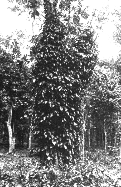 trang-58A.jpg