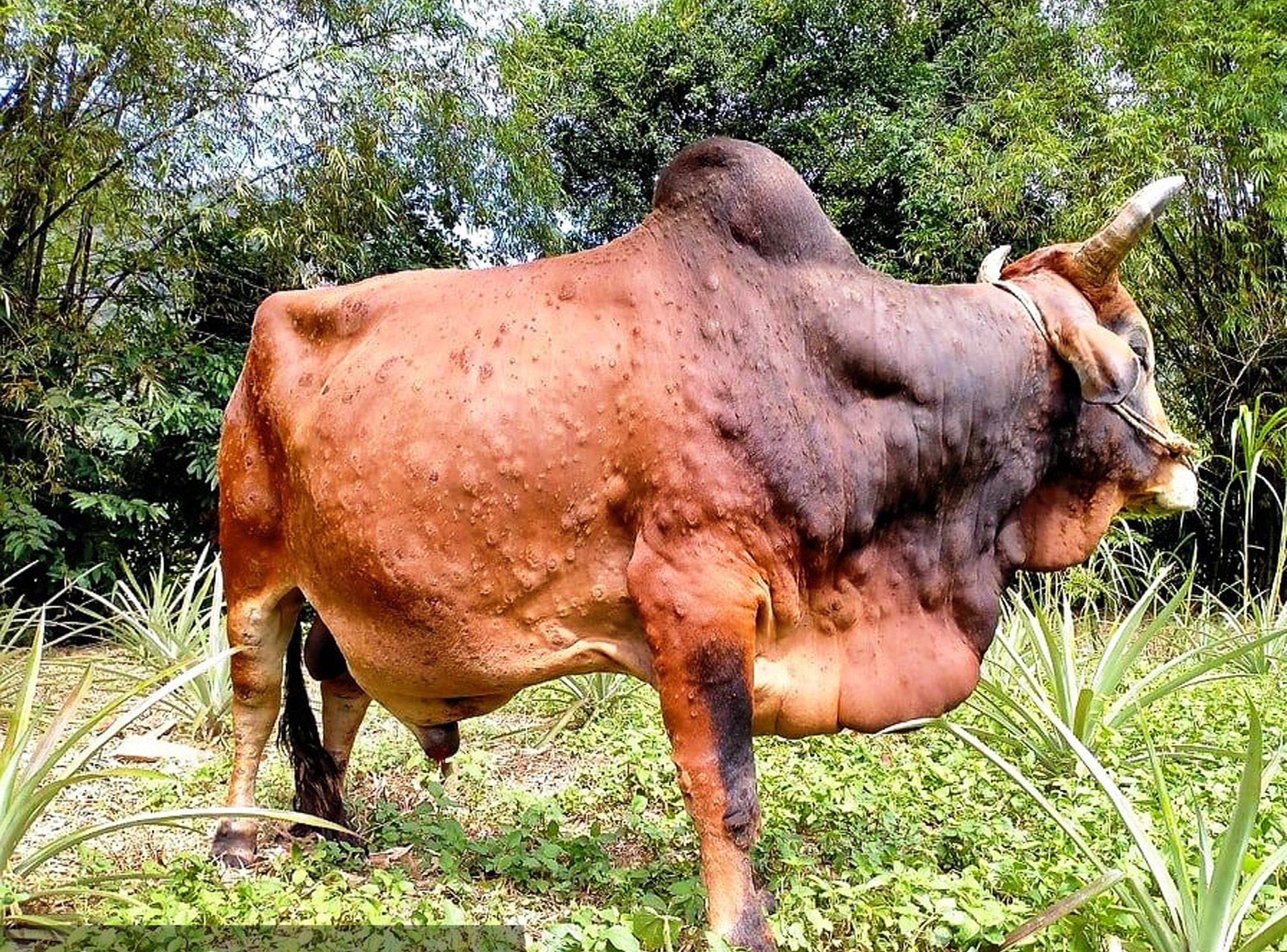 13.4-H2 Không hoang mang.jpg