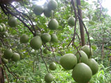buoitantrieunho