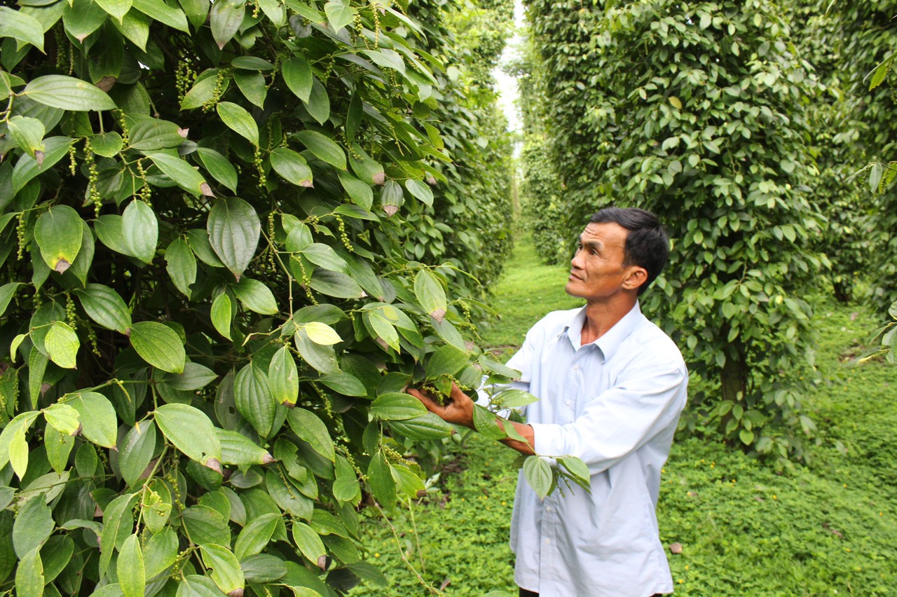 Tieu.jpg