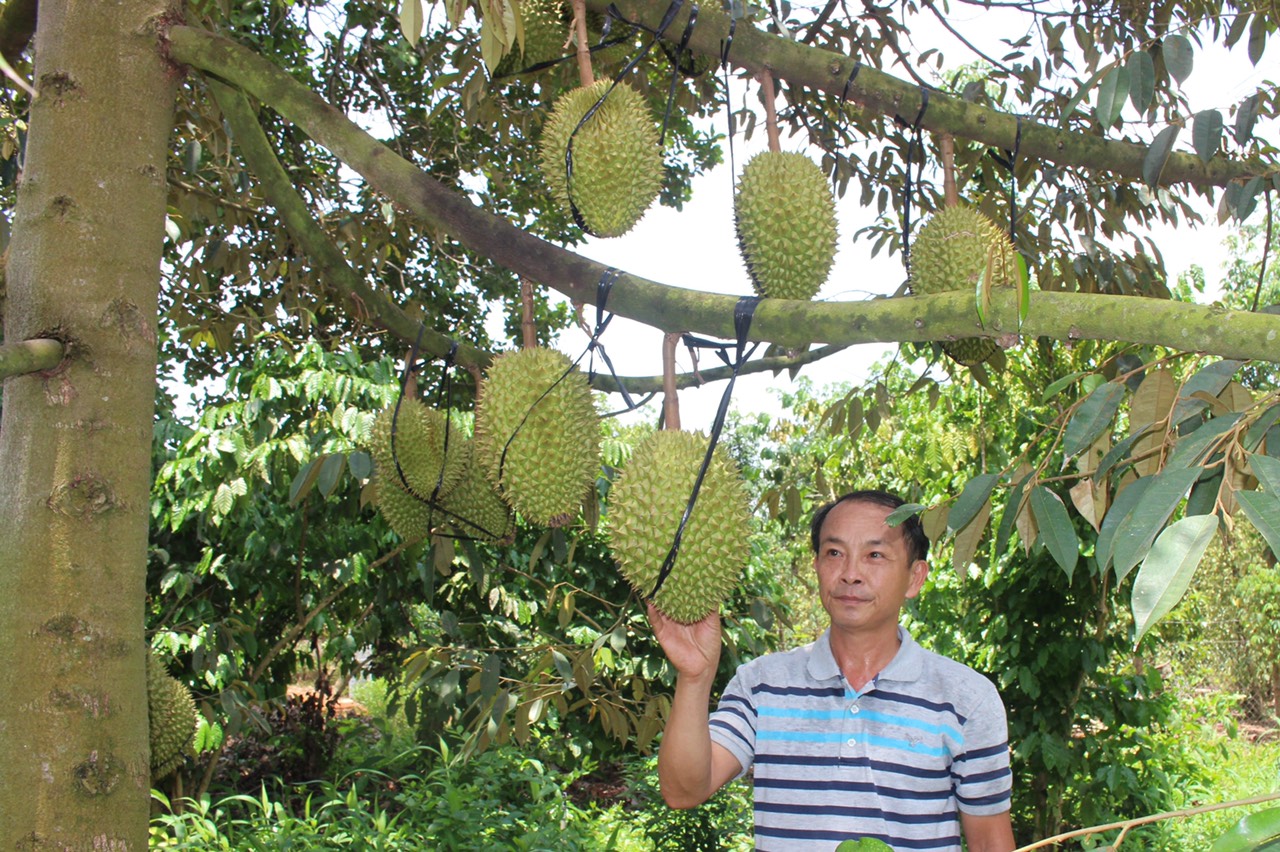 saurieng.jpg